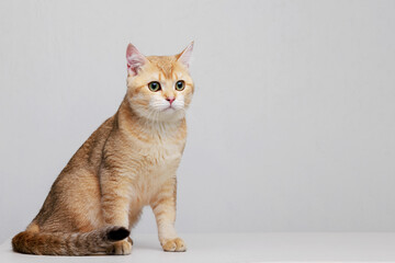 Obraz premium Funny Scottish Fold cat with beautiful big eyes. Lovely fluffy kitten climbs out of hole in gray background. Free space for text.
