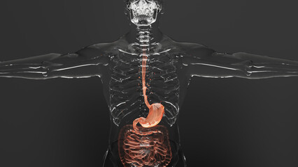 Human stomach and esophagus anatomy structure, body with digestive system organs, intestin, Gall Bladder, Gastrointestinal, medical concept Animation, 3d render	
