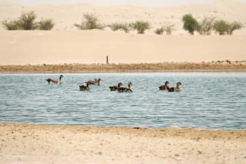 Birds ducks at the Crescent Moon lake in the Dubai desert
