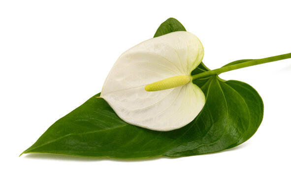 White Anthurium flower with leaf