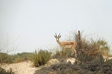 gazelle in the wild. Dubai desert. Photographed near the four man-made lakes © Dieter Stahl