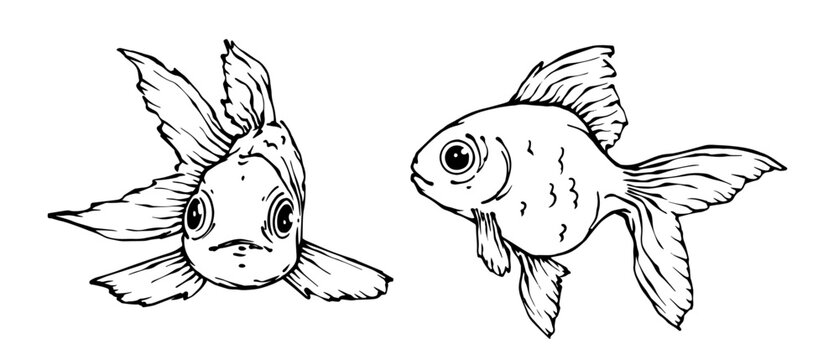 Line sketch, goldfish doodle. Vector graphics.