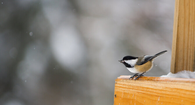 black capped cardinal on a branch tit