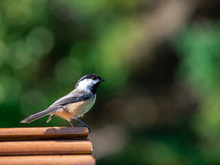 tit perched on a branch