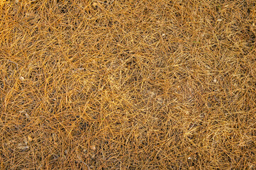 Natural Textures: Pine Needle Ground.