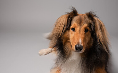 Shetland sheepdog portrait