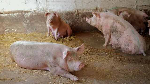Huge pig on a farm. Pig. Modern agricultural pig farm. Happy animal husbandry. Pig Farm.