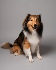 Shetland sheepdog portrait