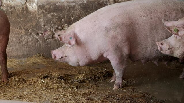 Pig. Pig Farm. Modern agricultural pig farm. Happy animal husbandry. Huge pig on a farm.
