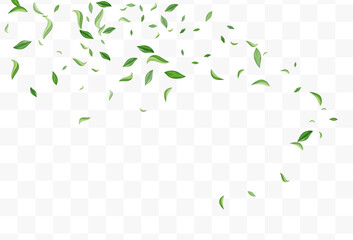 Lime Leaf Wind Vector Transparent Background