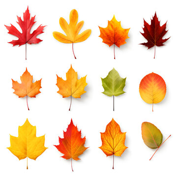 collection of fallen autumn leaves on a white background.
