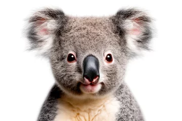Gordijnen Close-up of a cute koala bear isolated on white background © mila103