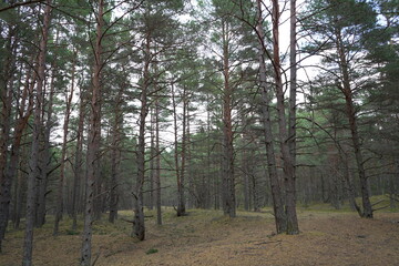 trees in the forest
