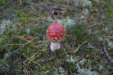 fly agaric mushroom