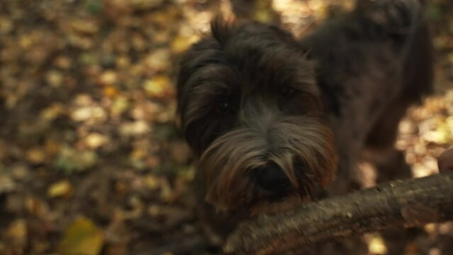 Hairy dog chewing and biting stick outside against yellow forest on sunny day. Meeting instinctual needs 