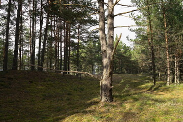 Obraz premium trees in the woods