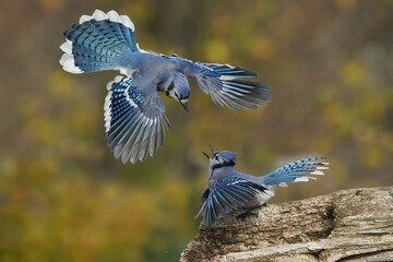 Blue Jays fighting over food in fall