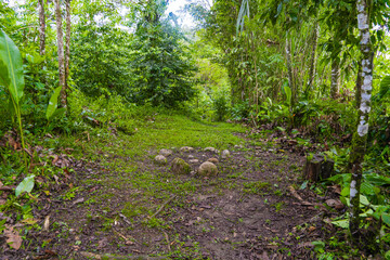 Green Amazon, natural forests and trails
