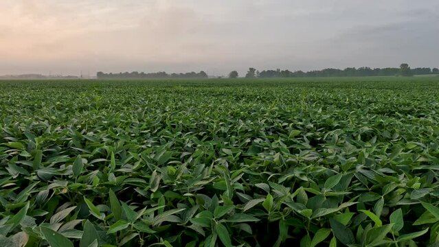 Morning dew glistens upon the ripe leaves of the soybean plants. Captured at sunrise in a lush agricultural soybean field. Soft fluffy pastel clouds hover above the scene. Plants are ripe and green.
