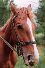 The muzzle of a thoroughbred red horse. Portrait of a beautiful mare. Head shot of one horse. Red horse close-up, portrait on a green background