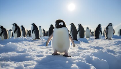 Group of several penguins walking on the snow - obrazy, fototapety, plakaty