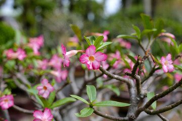 Adenium obesum tree with pink flowers. Green leaves