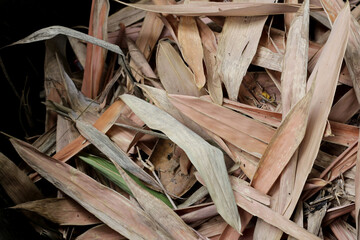 Yellow brown dried bamboo leaves - obrazy, fototapety, plakaty