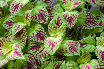 Painted nettle plant in the garden
