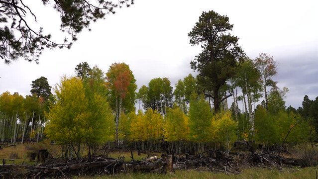 Fall in Hart Prairie of Northern Arizona, Flagstaff, America, USA.