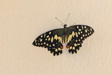 butterfly on the wall in autumn day