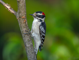closeup on woodpecker perched on a tree branch