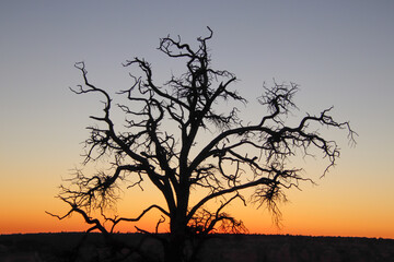 Grand canyon south rim arizona sunset tree silhouette 