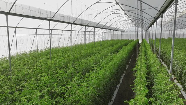 greenhouse with plants