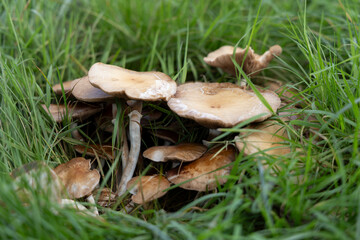 Champignon d'automne