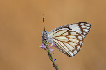 large white migratory butterfly, Brown-veined White, Belenois aurota