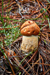 orange boletus mushroom, mushroom with orange cap with funny shape in forest of mexiquillo durango 