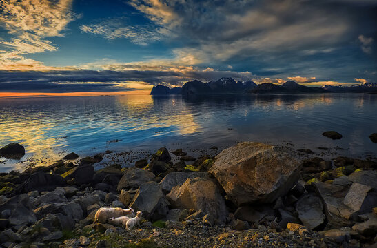 Sheep with two lambs by coastal rocks, Stor Sandnes, Flakstad, Lofoten, Nordland, Norway