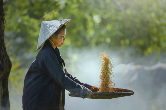 Close-up of a female farmer shaking a basket with freshly picked rice, Thailand