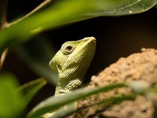 lizard on a tree