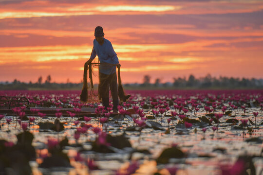 Fisherman standing in a boat in a lake filled with pink water lily flowers at sunset, Red Lotus Sea (Talay Bua Daeng), Udon Thani, Thailand