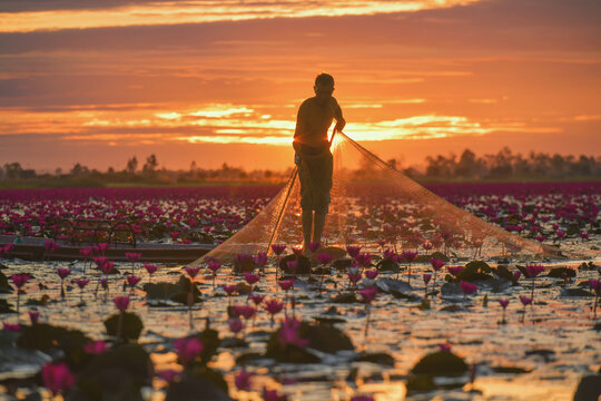 Fisherman standing in a boat in a lake filled with pink water lily flowers at sunset, Red Lotus Sea (Talay Bua Daeng), Udon Thani, Thailand