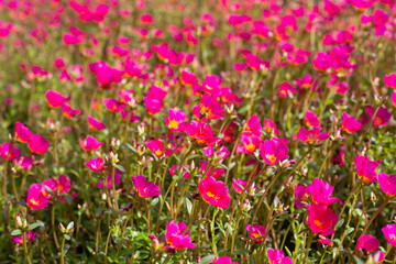 Portulaca pink flower (Moss rose plants)