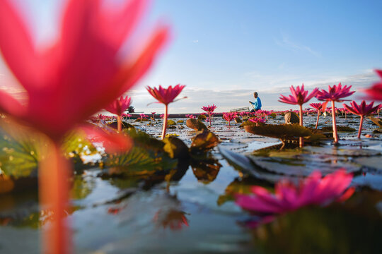 Fisherman sailing in a boat in a lake filled with pink water lily flowers, Red Lotus Sea (Talay Bua Daeng), Udon Thani, Thailand