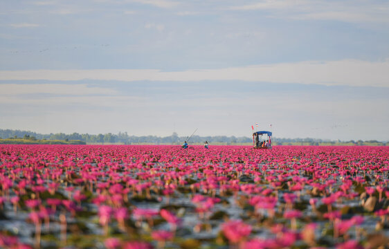 Tourist boat and fishing boat sailing in Red Lotus Sea (Talay Bua Daeng), Udon Thani, Thailand