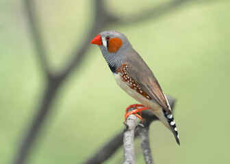 Wild male Australian zebra finch (Taeniopygia castanotis) perched on a branch, Central Australia, Australia