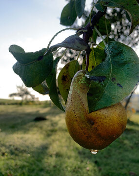 Close-up of a pear growing on a tree at dawn, Lithuania