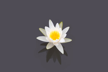 Beautiful white water lily on dark background.