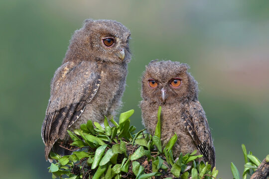 Two juvenile Eurasian scops owls (otus scops) on a branch, Indonesia