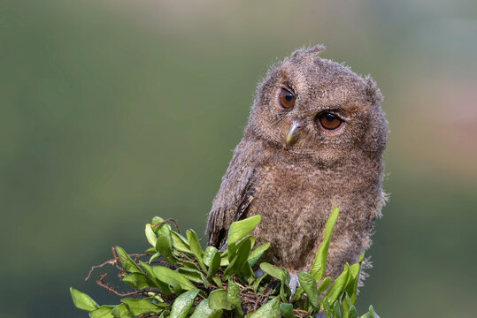 Portrait of a juvenile Eurasian scops owl (otus scops) on a branch, Indonesia