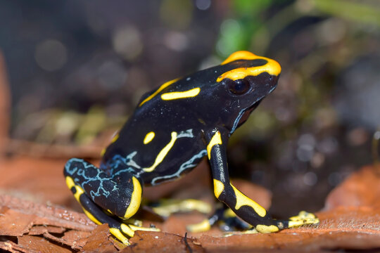 Close-up of a black and yellow Poison dart frog sitting a leaf, Indonesia